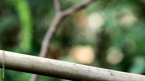 Blue-throated Flycatcher perched on a tree branch against nice green blurred back ground.