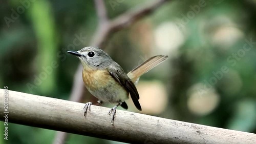 Blue-throated Flycatcher perched on a tree branch against nice green blurred back ground.