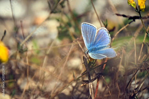Hauhechel - Bläuling ( Polyommatus icarus ).