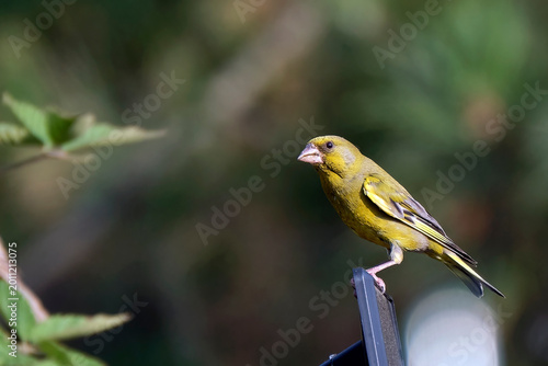 Bild auf Leinwand Grünfink ( Chloris chloris, Syn.: Carduelis chloris ).