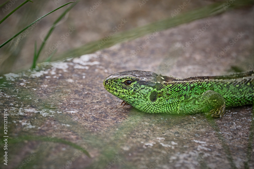 Fototapeta premium Zauneidechse ( Lacerta agilis ).