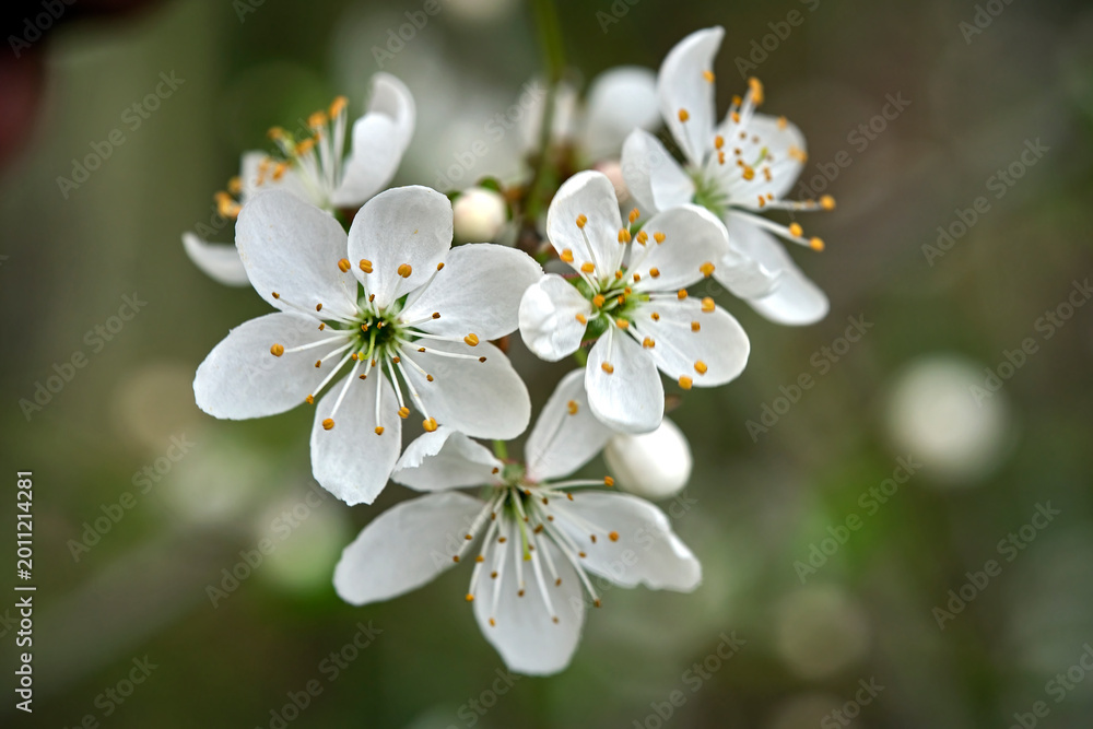 Fototapeta premium Blüten des Schlehdorn ( Prunus spinosa ).