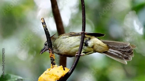 Blue-throated Flycatcher perched on a tree branch against nice green blurred back ground.