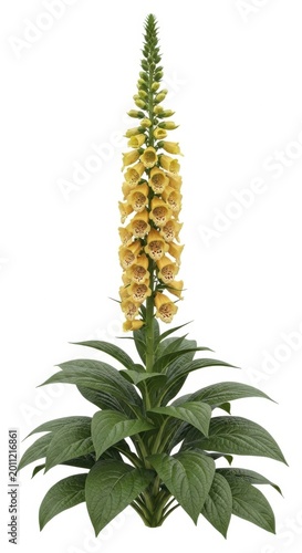 Yellow Foxglove Flower Plant, Digitalis Purpurea, Isolated on White Background