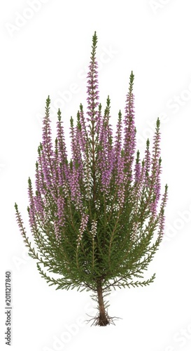 Blooming Heather Plant with Delicate Purple Flowers and Green Foliage on White Background