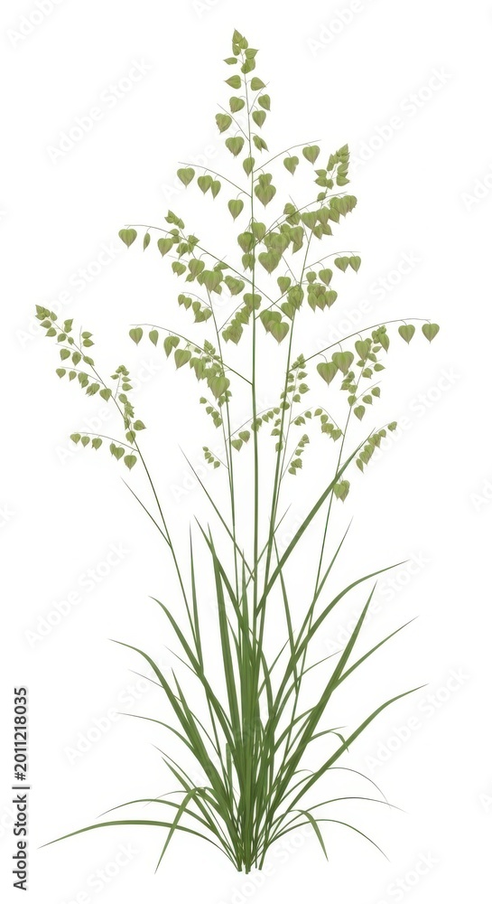 Fototapeta premium Tall Grass Sprigs with Seeds on White Background, Nature, Botany