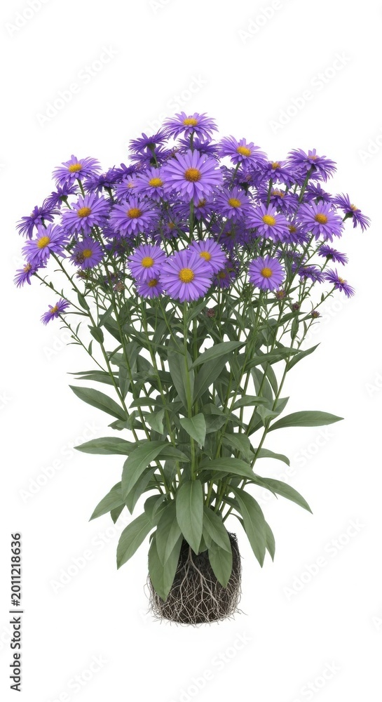 Obraz premium Purple Aster Flowers, Blooming Plant with Roots, Isolated on White Background