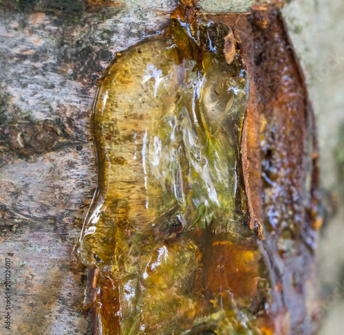 A close up view of orange and transparent resin on a cherry tree bark.