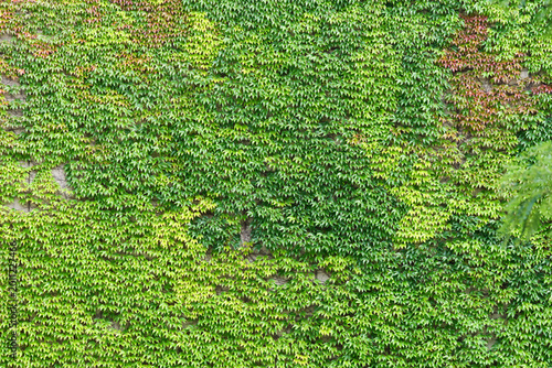 Schilderij op canvas Ivy leaves background
