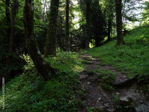 Forest path ascending through pine trees on a spring day