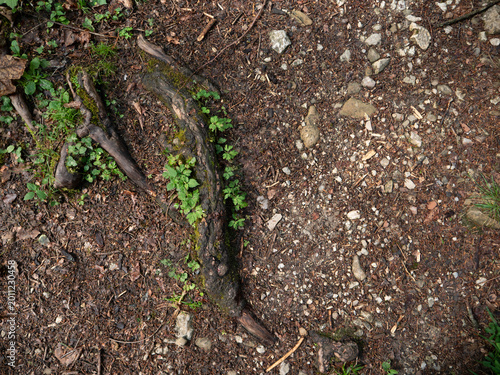 A tree root exposed on the ground, seen from above. Around the root are small, young, green wild plants. A concept of nature, old and new.