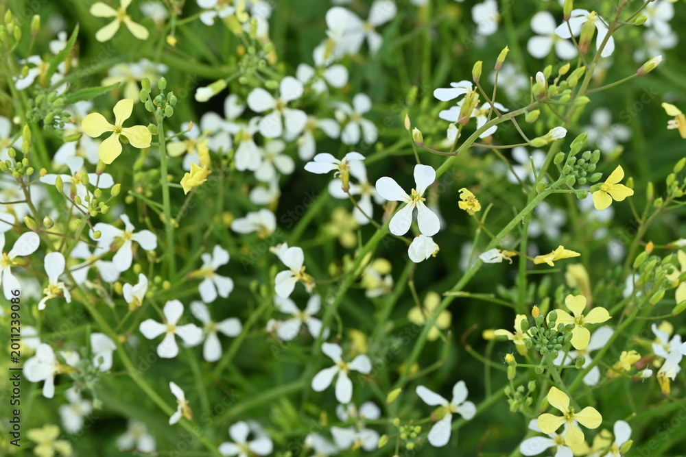 Fototapeta premium white flowers on green grass
