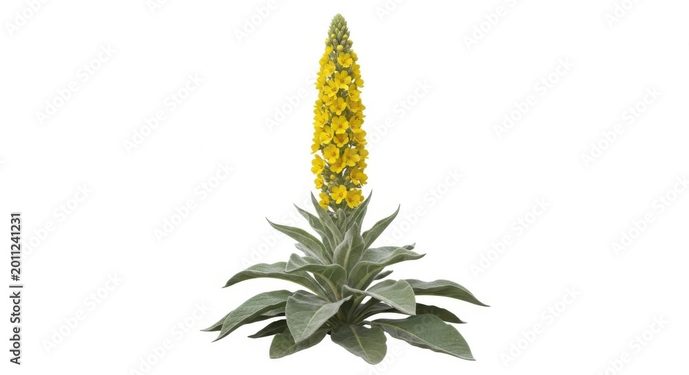 Fototapeta premium Tall Yellow Mullein Flower Stock Photo Verbascum Thapsus Plant Isolated