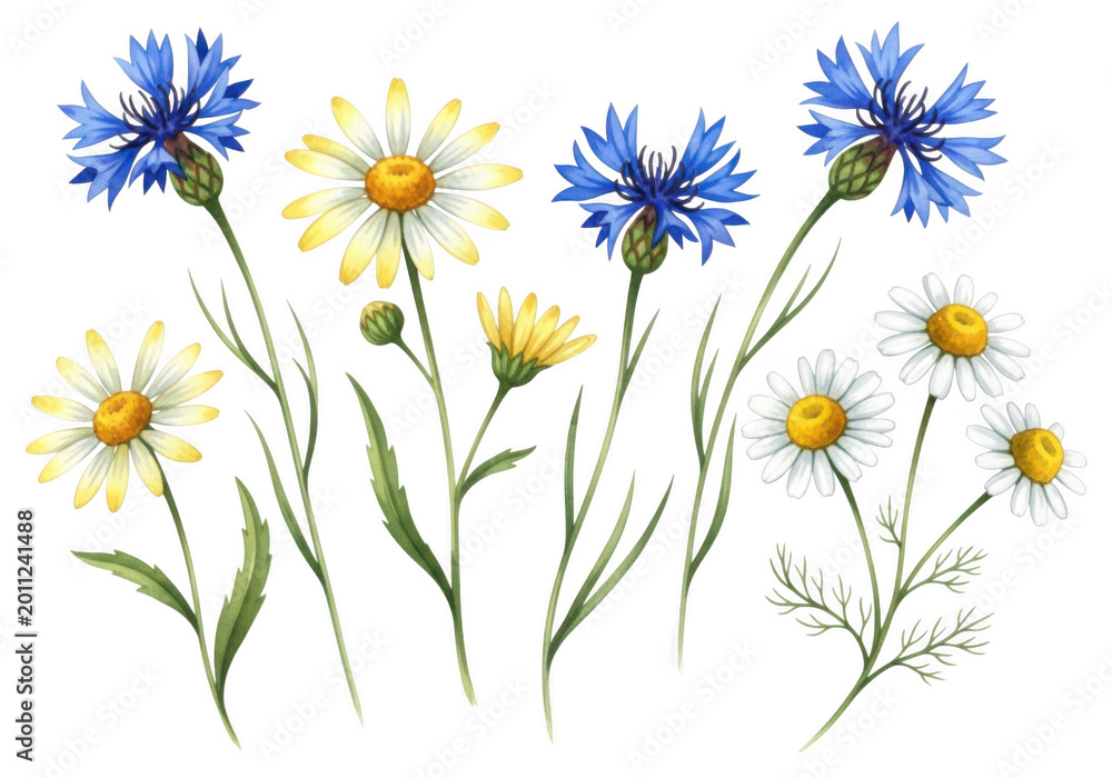 Fototapeta premium Wildflowers illustration isolated on transparent background