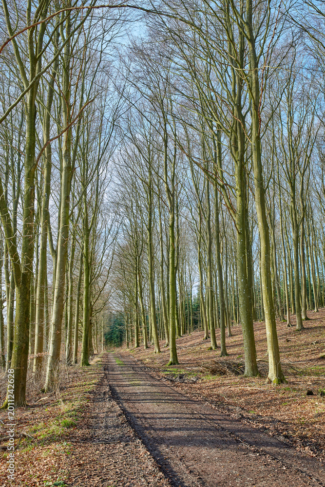 Fototapeta premium Landscape, trees and nature with trail for woods, sustainable environment and woodland. Forest, natural ecology and wilderness with pathway, eco conservation and countryside scenery of reservation