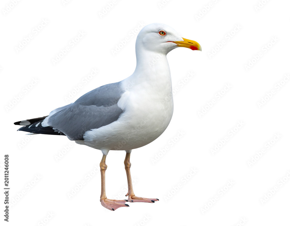 Fototapeta premium A majestic white bird with wide wings soars in the azure sky.