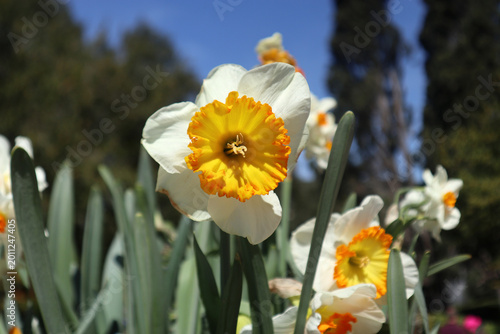 Foto Primo piano di un fiore di narciso bianco con corona centrale arancione e gialla