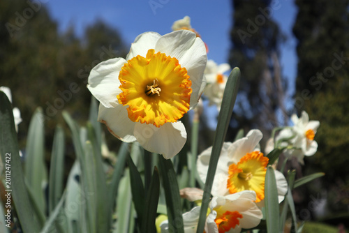 Foto Primo piano di un fiore di narciso bianco con corona centrale arancione e gialla