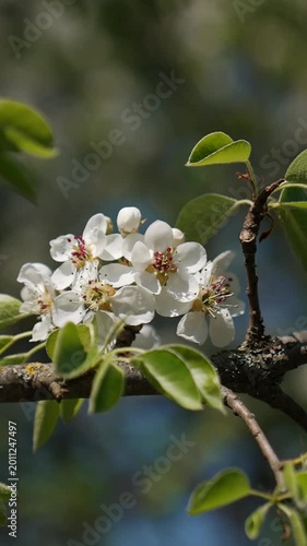 Close-up of blooming pear tree branch with delicate white flowers and fresh green leaves, soft natural light and shallow depth of field. Subtle camera movement creates gentle parallax effect in spring