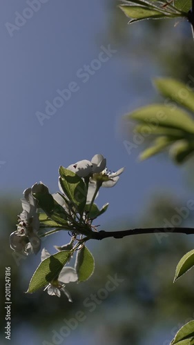 Close-up of blooming pear tree branch with delicate white flowers and fresh green leaves, soft natural light and shallow depth of field. Subtle camera movement creates gentle parallax effect in spring