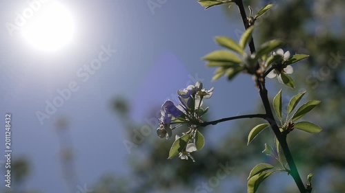 Close-up of blooming pear tree branch with delicate white flowers and fresh green leaves, soft natural light and shallow depth of field. Subtle camera movement creates gentle parallax effect in spring