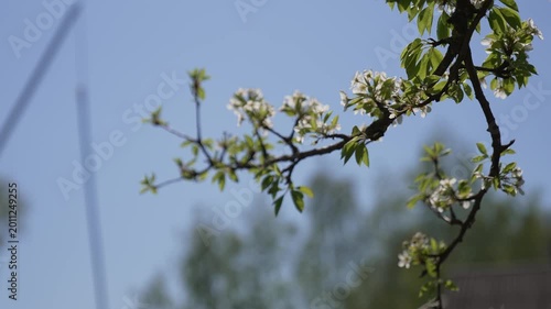 Close-up of blooming pear tree branch with delicate white flowers and fresh green leaves, soft natural light and shallow depth of field. Subtle camera movement creates gentle parallax effect in spring