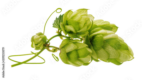 Obraz na płótnie Green hop cones with delicate tendrils, isolated on transparent background
