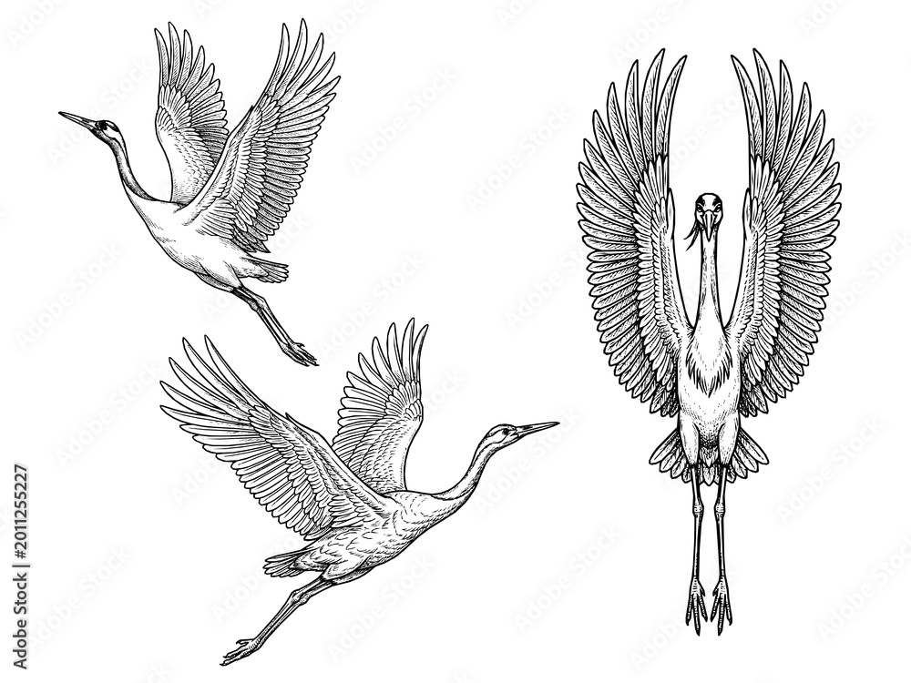 Fototapeta premium Crane Takeoff Engraving