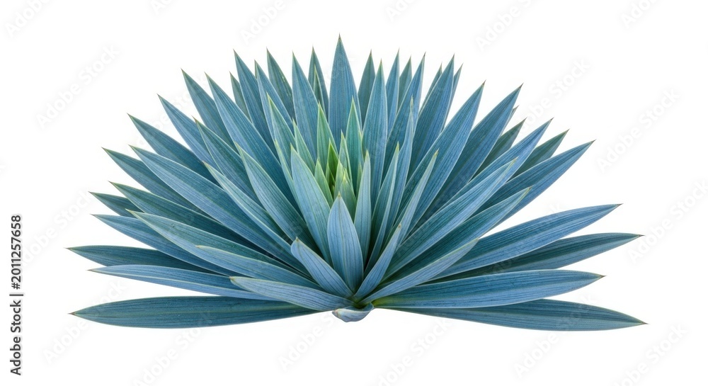 Obraz premium Blue Agave Plant Close-Up - Succulent Plant, Desert Flora, Blue-Green Leaves
