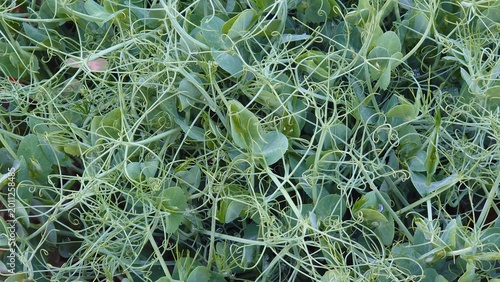 Pea sprouts growing fresh green shoots, Pisum sativum young seedlings edible microgreens healthy plant growth