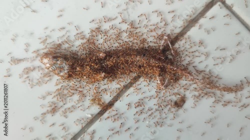 Dead gecko covered in ants on ground, macro wildlife scene showing decay, nature cycle, insect activity on dark natural background.