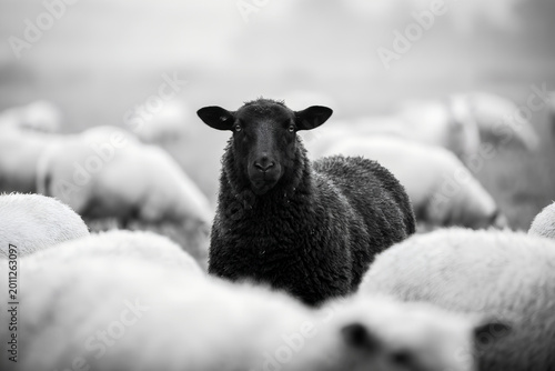 Black sheep standing in the middle of a white flock in a meadow. Metaphorical concept of individual standing out from the crowd or being different. Diversity and uniqueness theme.
