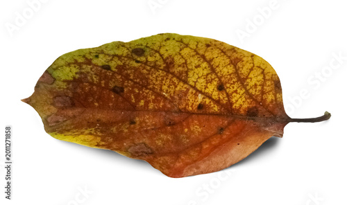Cuadro en lienzo Isolated decaying leaf