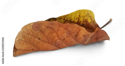 Fotografie Isolated decaying leaf