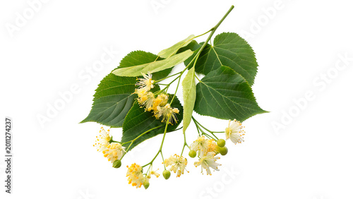 Foto Small green branch of a linden tree with delicate yellow flowers and fresh leave