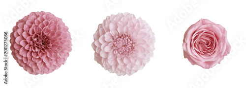 Three pink flowers on white background