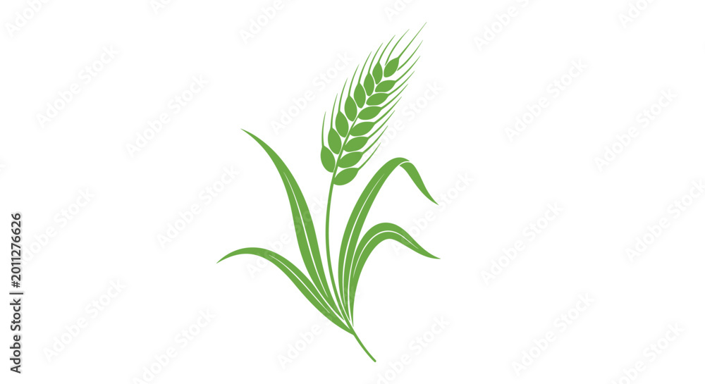 Obraz premium Simple illustration of a single green wheat ear with its surrounding long leaves representing agriculture and healthy grain.