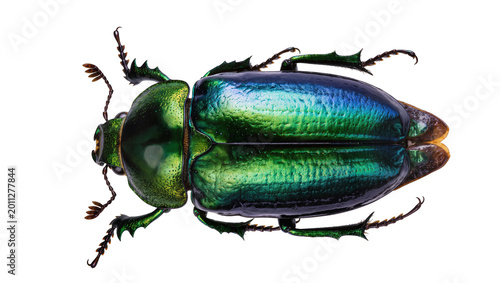 Obraz na plátne Iridescent green and blue scarab beetle with spiky legs, isolated on transparent