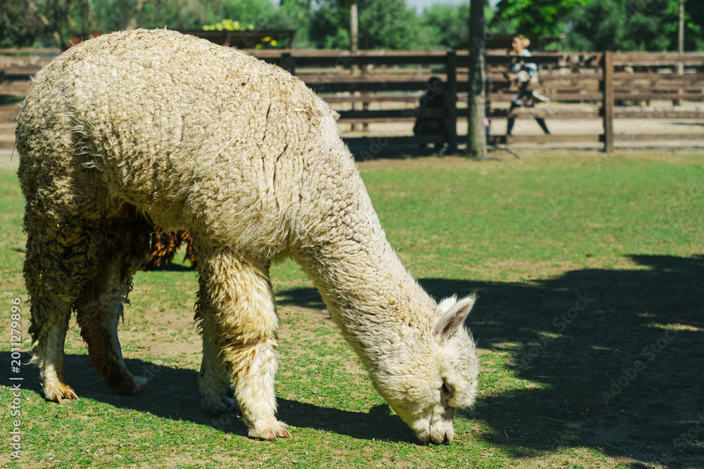 Fototapeta premium Alpaca alone grazing in the mountains
