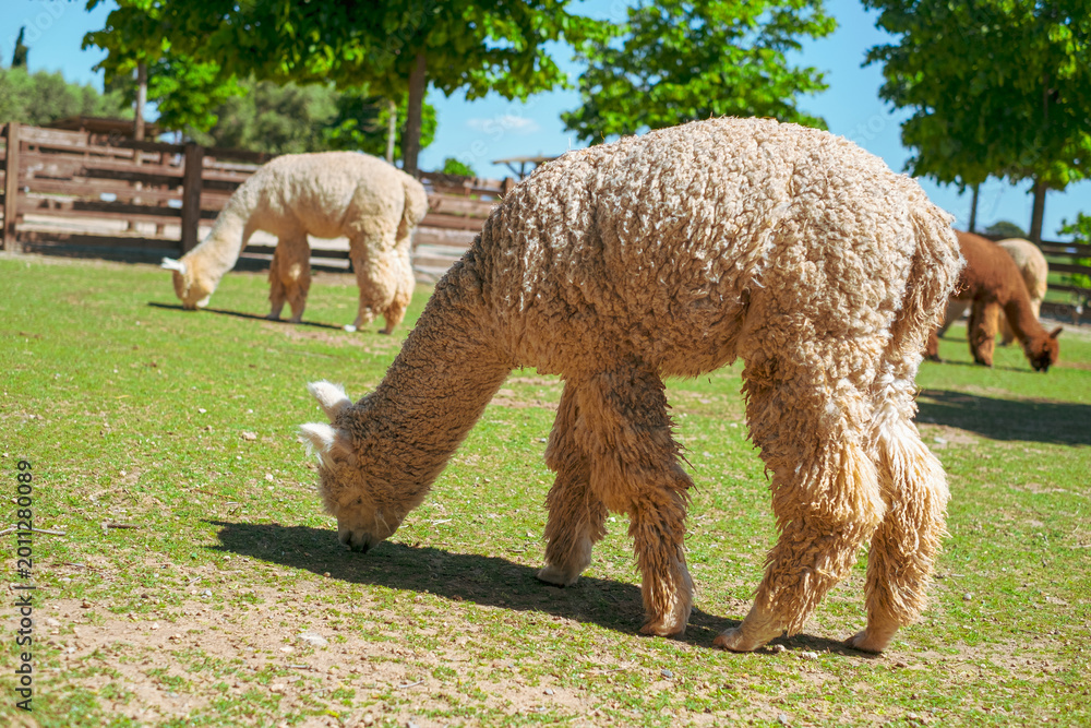 Fototapeta premium Herd of alpacas grazing in the meadows