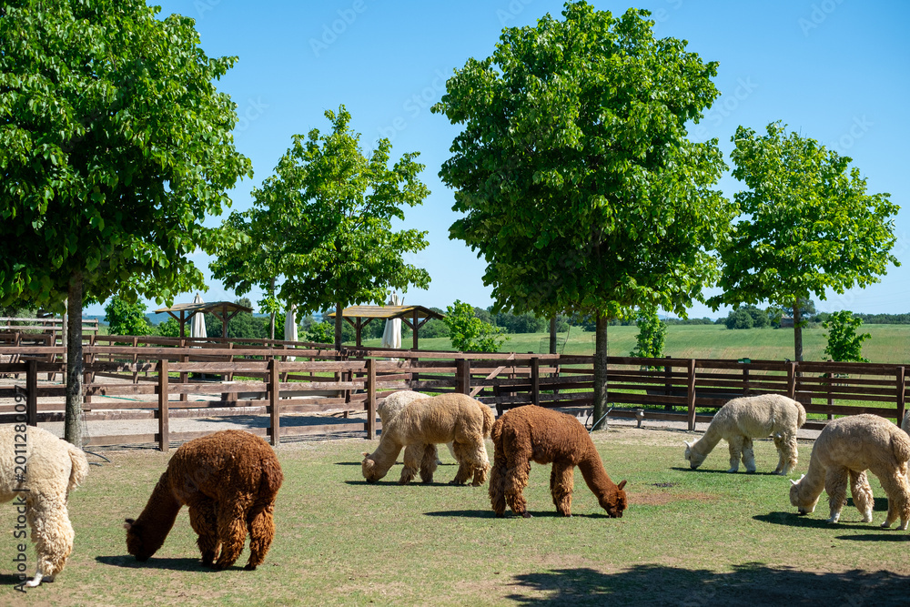 Obraz premium Herd of alpacas grazing in the meadows