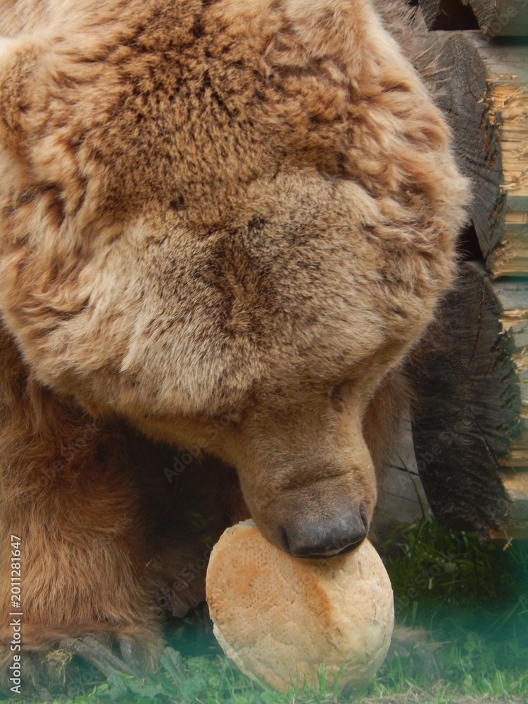 Fototapeta premium brown bear in zoo