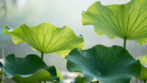 Lotus leaves in sunlight