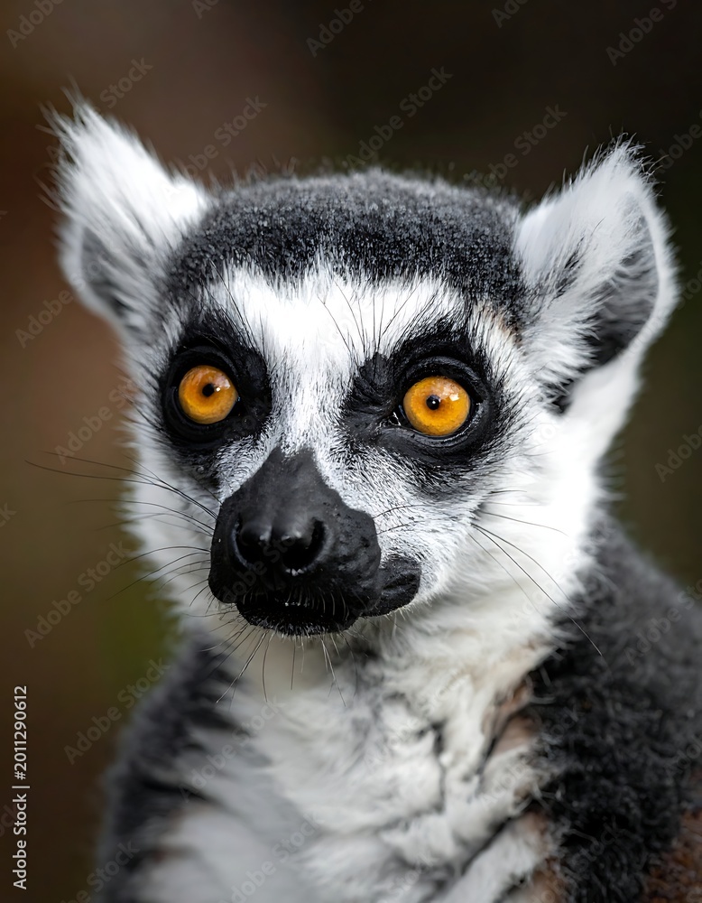 Fototapeta premium Ring-tailed lemur with orange eyes.