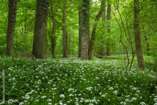 Spring Blooming of Wild Garlic (Allium ursinum) in the Riparian Forests by the Odra River, Poland
