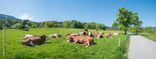 Fotografía herd of milker cows, lying on a green pasture beside the country road
