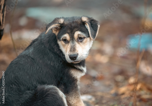 Canvas Print little puppy mongrel on a walk path