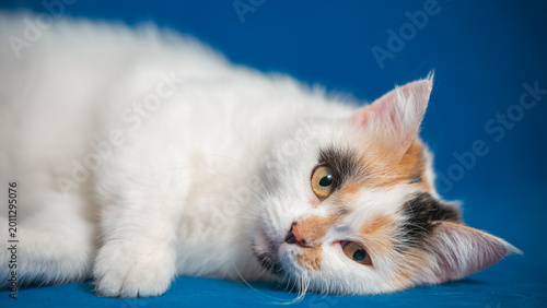 Fotografie white cat with big yellow eyes lies on a blue background