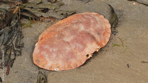 Crab shell carapace remains in the sand of a beach close up stock footage