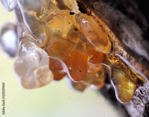 A close up view of yellow resin on a tree bark on a cherry tree bark.